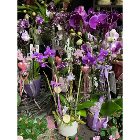 Orchidee Arrangements